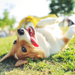 Extra gentle pet shampoo - soft & safe for dogs & animals