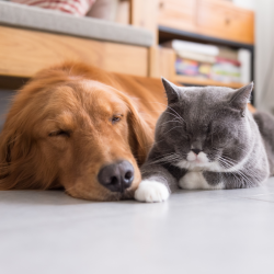 Gentle Shampoo - Specially Formulated for Dogs and Other Animals