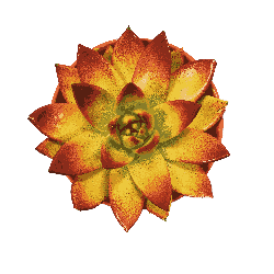 Scourer Mitt | Double-sided multi-purpose mitt