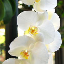 Plant and Flower Fertiliser | House plant and outdoor plant fertiliser