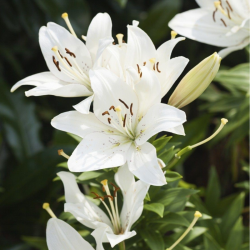 Plant and Flower Fertiliser | House plant and outdoor plant fertiliser