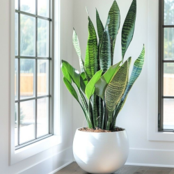 Plant and Flower Fertiliser | House plant and outdoor plant fertiliser