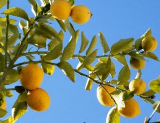Citron