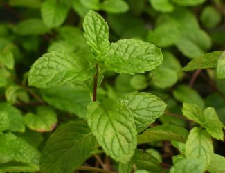 Feuilles de menthe