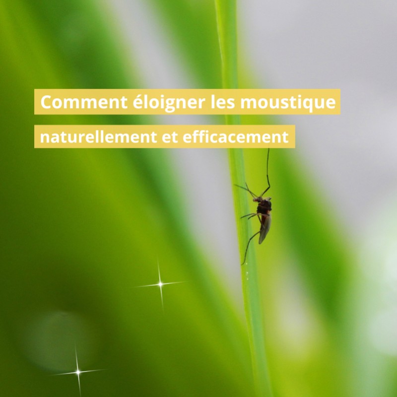 Comment éloigner les moustiques