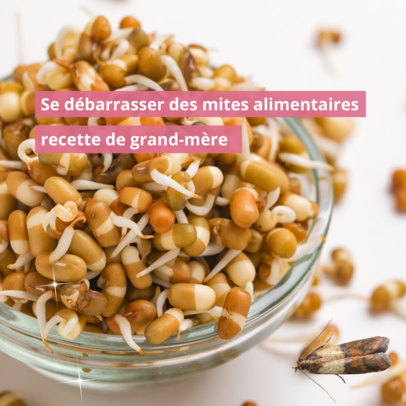 Se débarrasser des mites alimentaires recette grand-mère