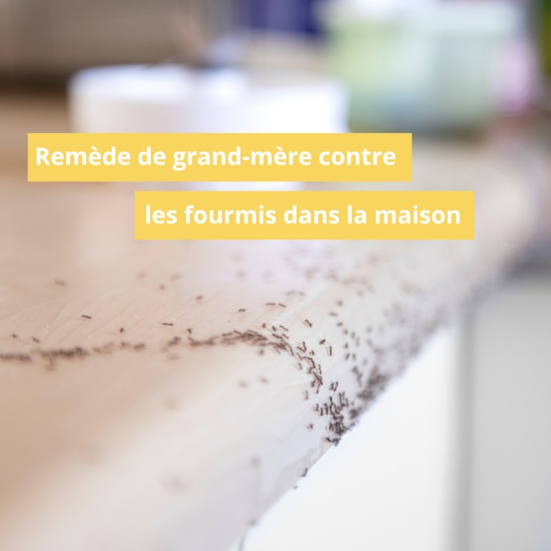Remède de grand-mère contre les fourmis dans la maison