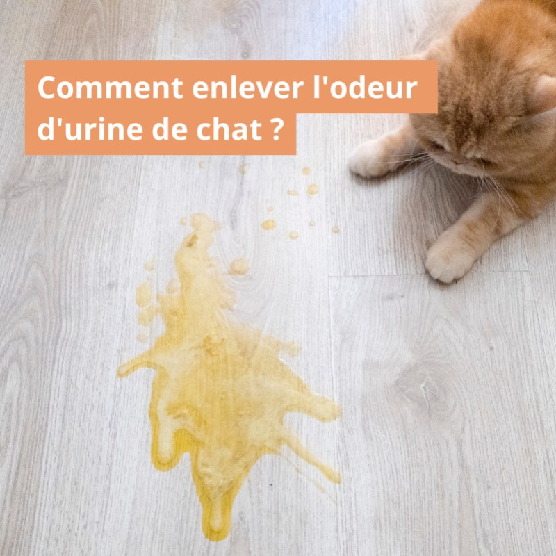 Comment enlever l'odeur d'urine de chat ?