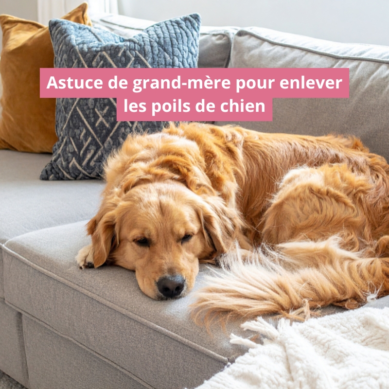 Astuce de grand-mère pour enlever les poils de chien