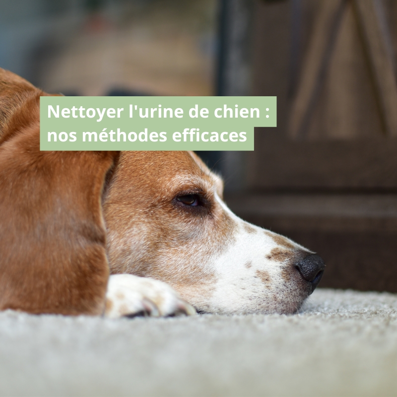 Comment nettoyer l'urine de chien et éliminer l'odeur