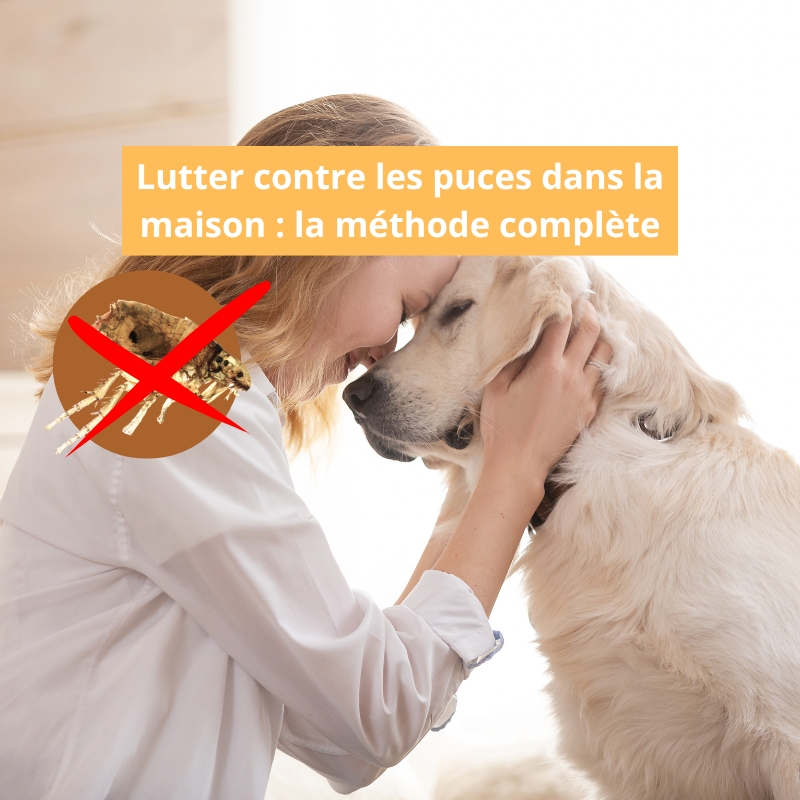 Lutter contre les puces : méthode et solutions naturelles