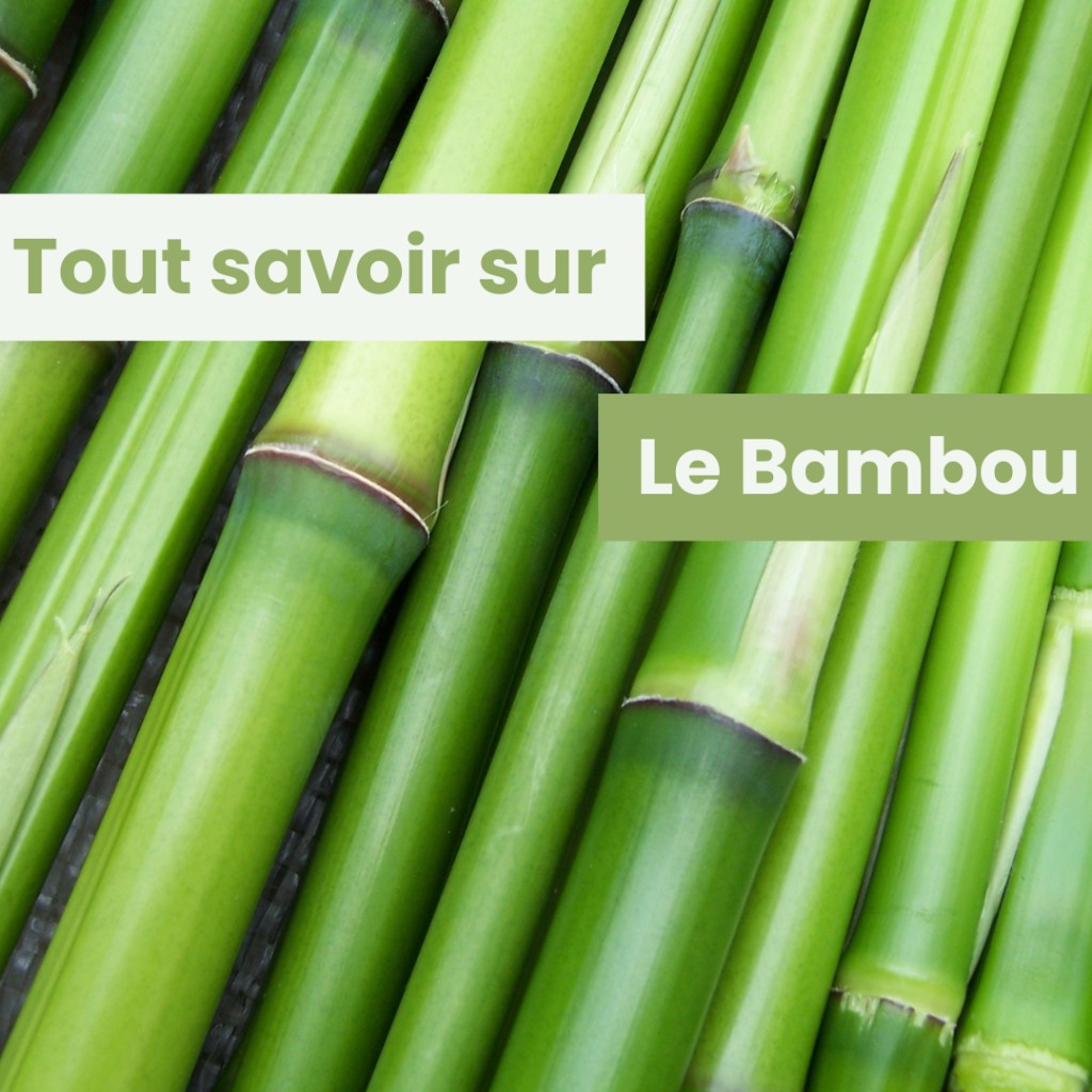Tout savoir sur le Bambou