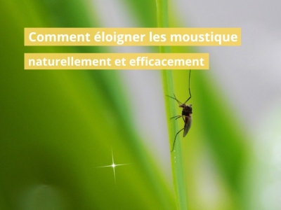 Comment éloigner les moustiques