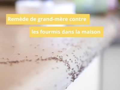 Remède de grand-mère contre les fourmis dans la maison