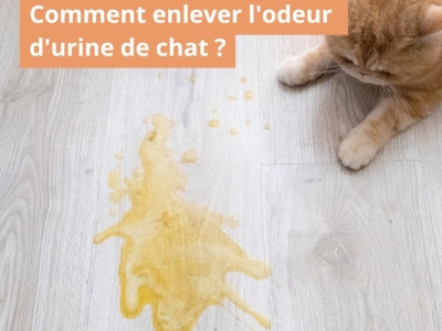 Comment enlever l'odeur d'urine de chat ?