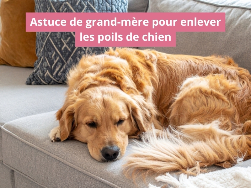 Astuce de grand-mère pour enlever les poils de chien