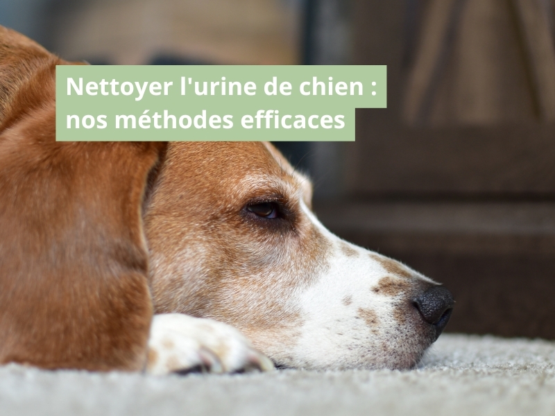 Comment nettoyer l'urine de chien et éliminer l'odeur