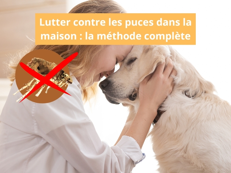 Lutter contre les puces : méthode et solutions naturelles