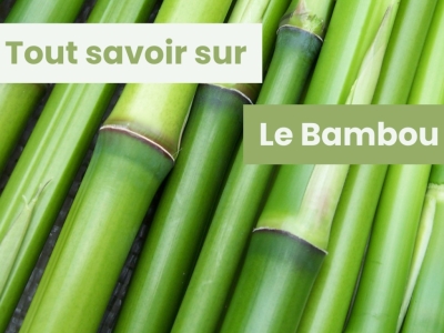 Tout savoir sur le Bambou